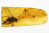 Large Fossil Snipe Fly and Two True Midges In Baltic Amber #278742-1